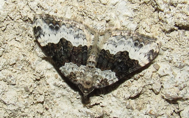 Papillons - L'alternée - Epirrhoe alternata