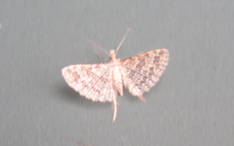 Papillons - Alucitidae - Alucita sp.