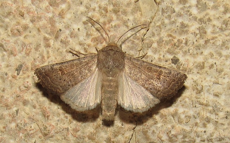 Papillons - L'ambiguë - Hoplodrina ambigua