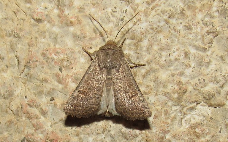 Papillons - L'ambiguë - Hoplodrina ambigua
