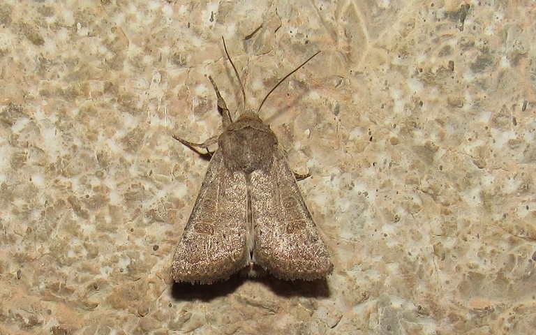 Papillons - L'ambiguë - Hoplodrina ambigua