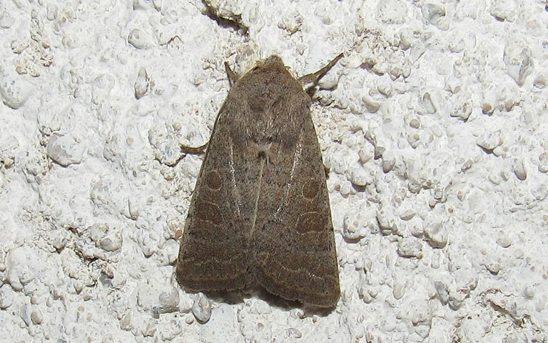 Papillons - L'ambiguë - Hoplodrina ambigua