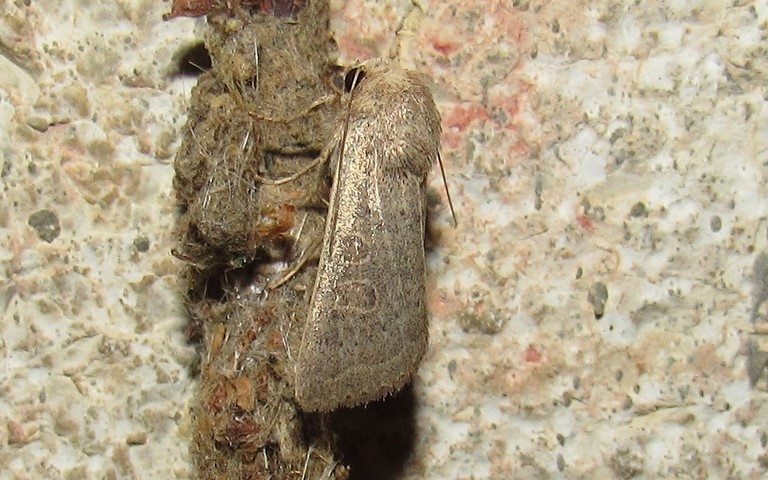 Papillons - L'ambiguë - Hoplodrina ambigua