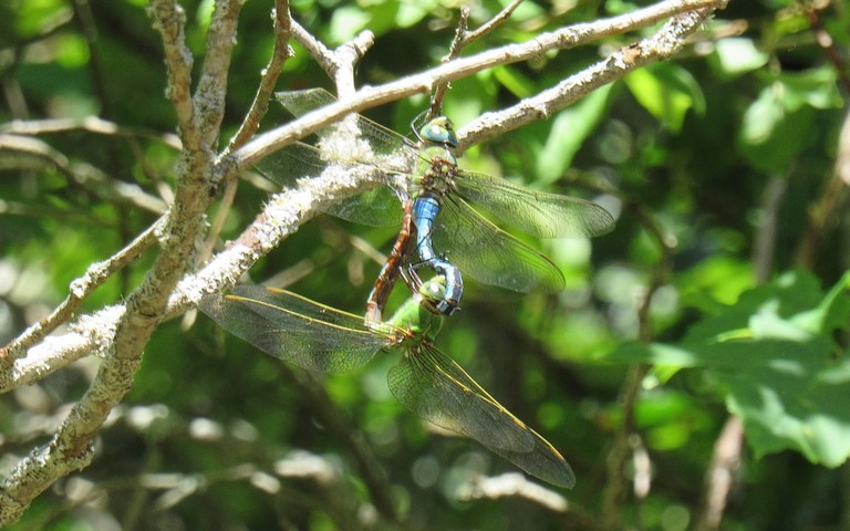 28 juin 2025 Anax empereur - Anax imperator - couple