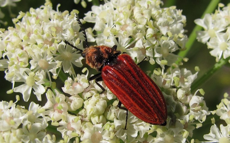 L'anostire pourpre - Anostirus Purpureus 