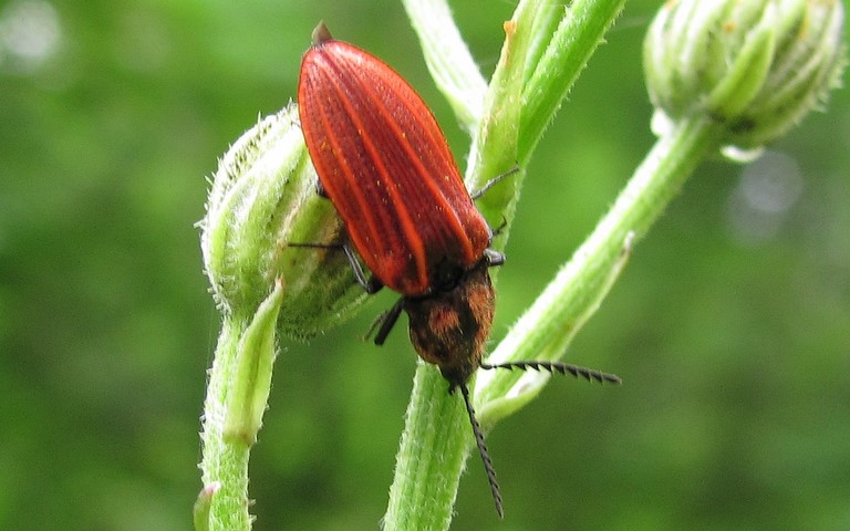 L'anostire pourpre - Anostirus Purpureus 