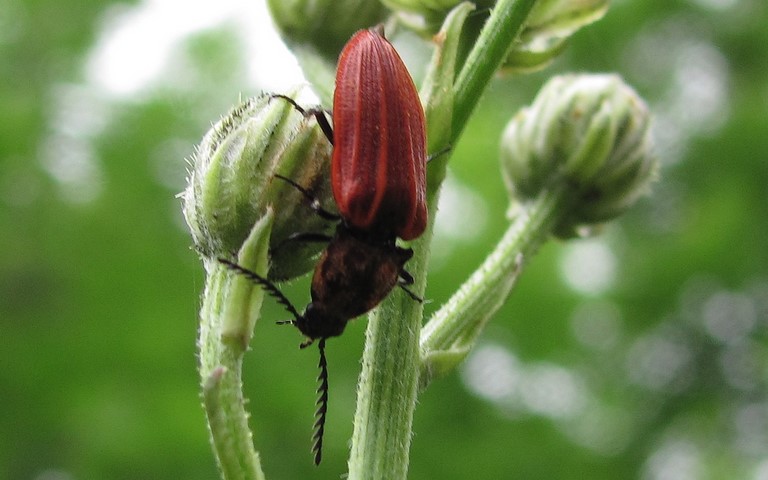 L'anostire pourpre - Anostirus Purpureus 