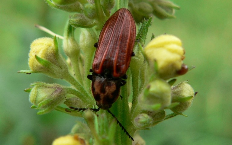 L'anostire pourpre - Anostirus Purpureus 