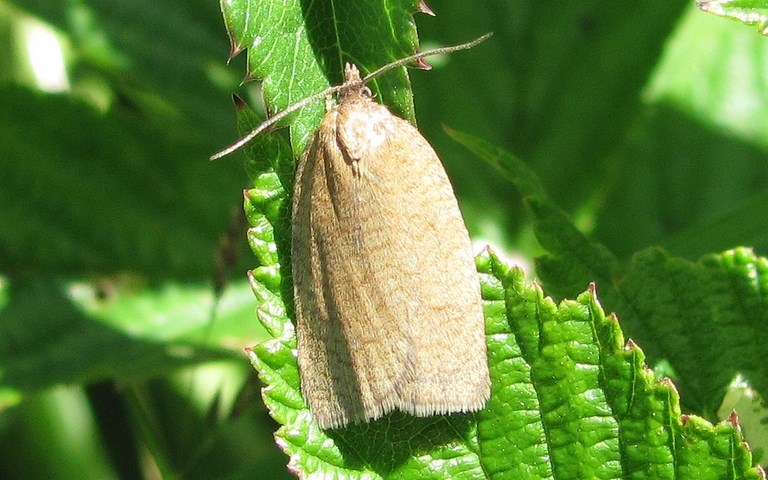Papillons - Zelotherses (Aphelia) paleana