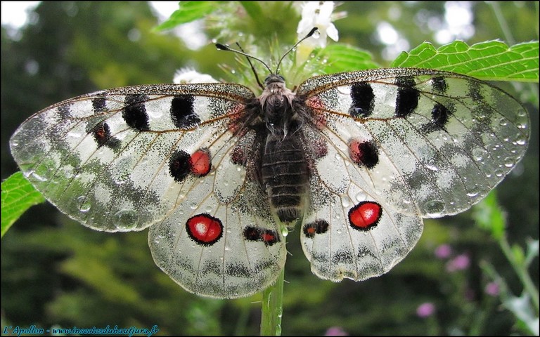 Papillons - Apollon - Parnassius apollo - Femelle