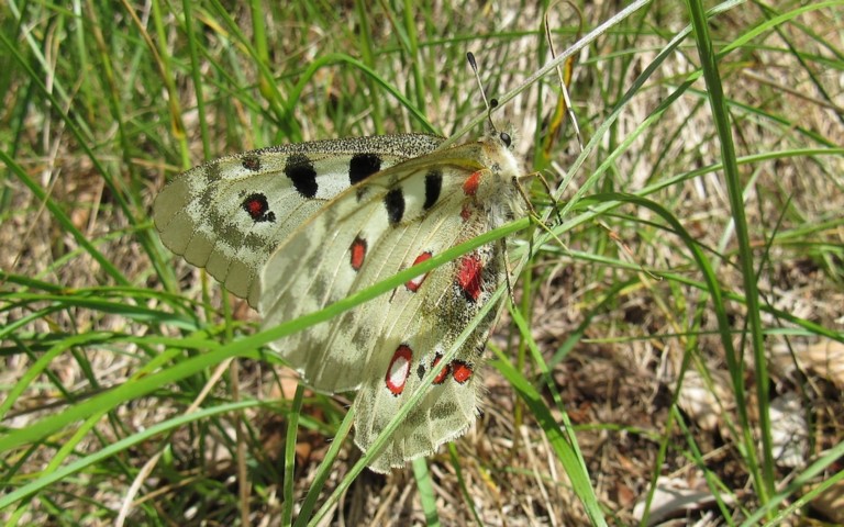 16 juin 2026 Papillons - Apollon - Parnassius apollo