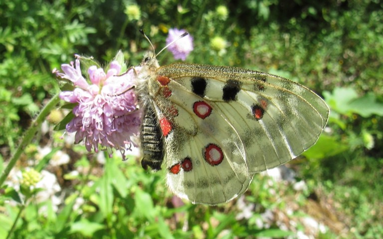 18 juin 2026 Papillons - Apollon - Parnassius apollo