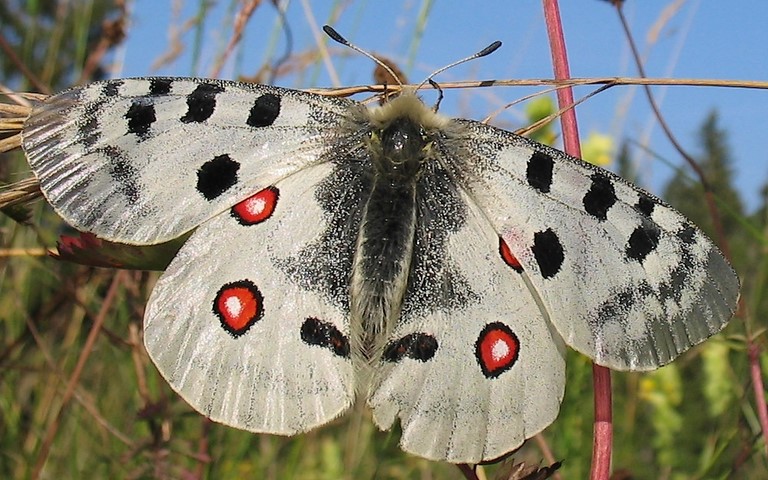 Papillons - Apollon - Parnassius apollo - Femelle