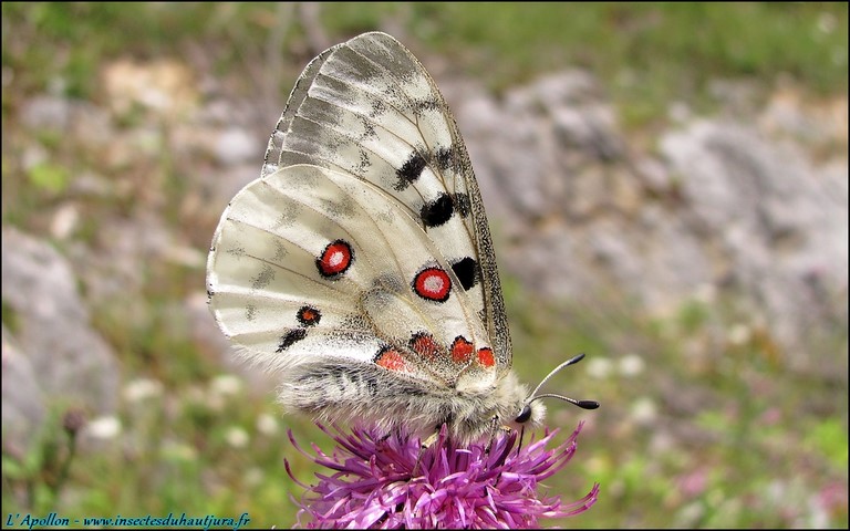 Papillons - Apollon - Parnassius apollo