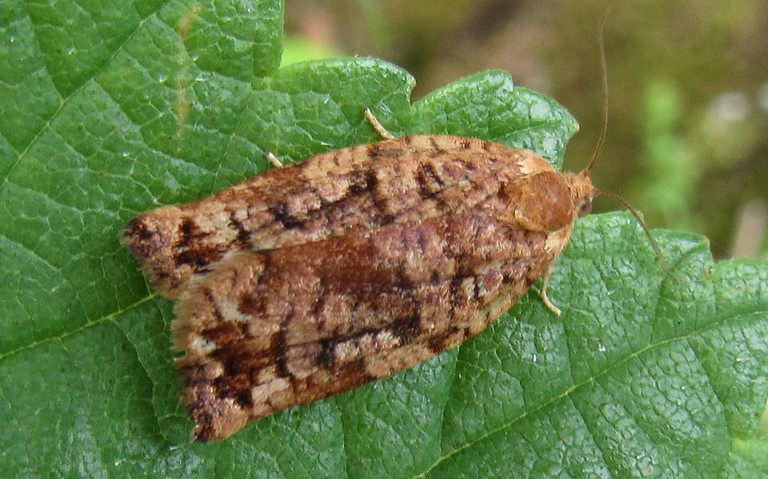Papillons - Archips oporana