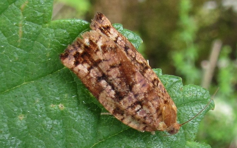 Papillons - Archips oporana