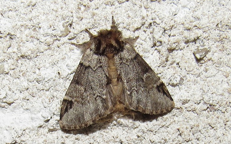 Papillons - L'ardoisee - Drymonia obliterata - Male