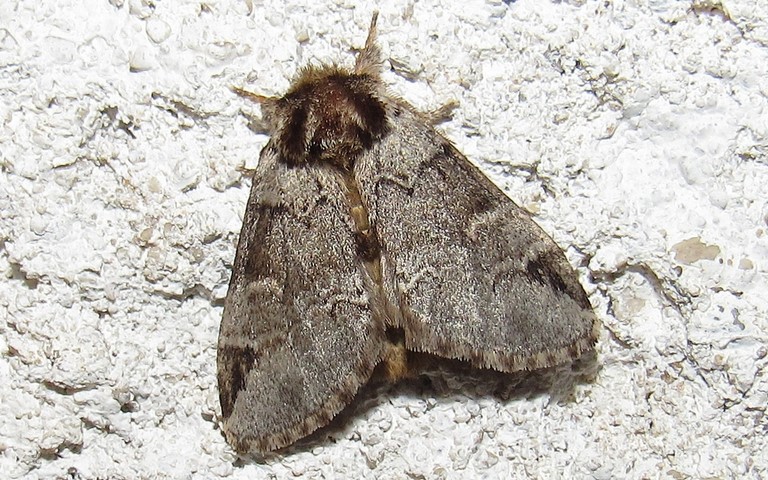 Papillons - L'ardoisée - Drymonia obliterata - Mâle