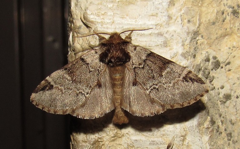Papillons - L'ardoisée - Drymonia obliterata - Mâle