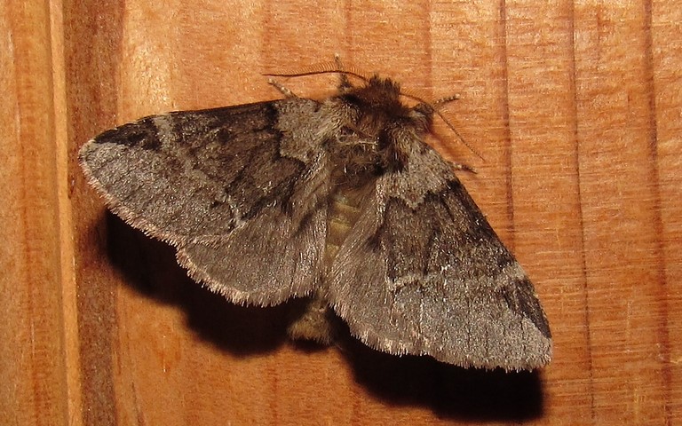 Papillons - L'ardoisée - Drymonia obliterata - Mâle