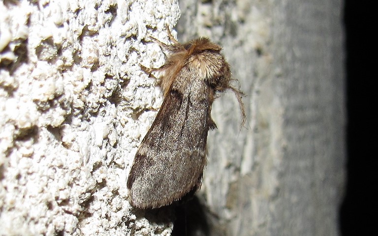 Papillons - L'ardoisée - Drymonia obliterata - Mâle