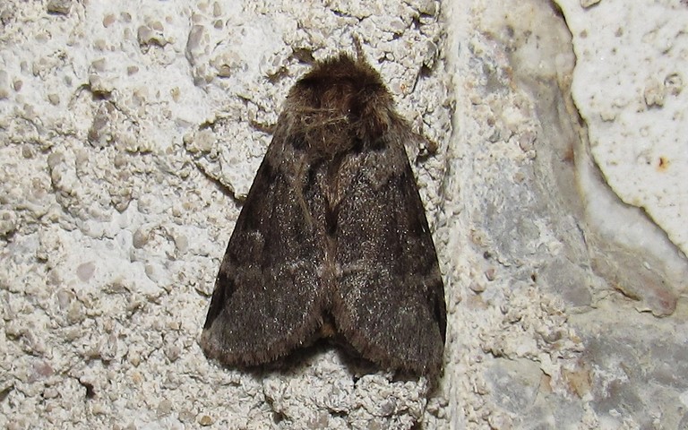 Papillons - L'ardoisée - Drymonia obliterata - Mâle