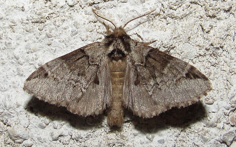 Papillons - L'ardoisée - Drymonia obliterata - Mâle