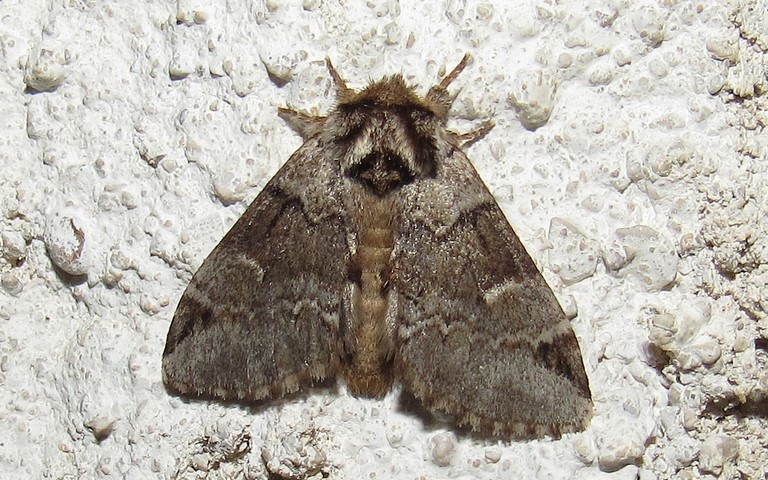 Papillons - L'ardoisée - Drymonia obliterata - Mâle