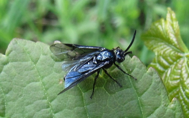 Tenthrède du berbéris - Arge Berberidis