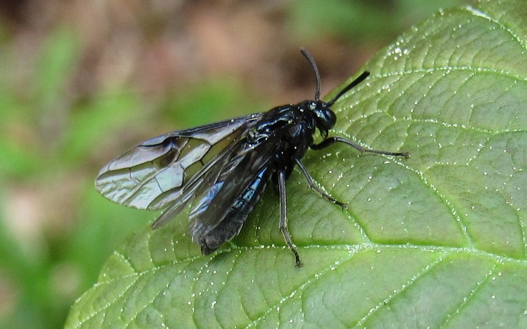 Tenthrède du berbéris - Arge Berberidis