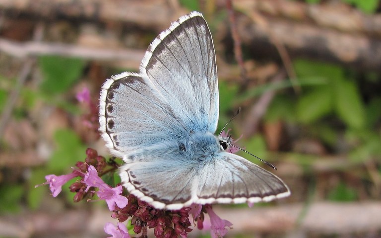 Papillons - Argus bleu nacré - Lysandra Coridon - Mâle