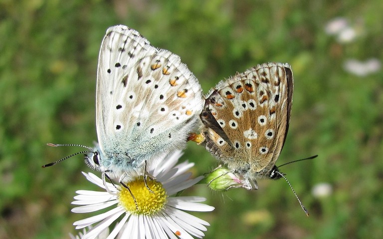 Papillons - Argus bleu nacre - Lysandra Coridon - Couple