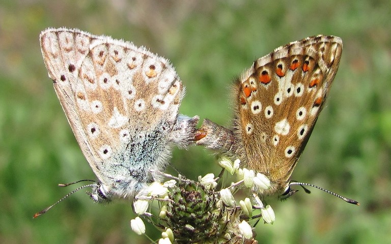 Papillons - Argus bleu nacre - Lysandra coridon - Couple