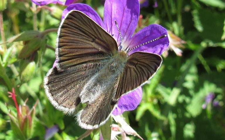 Papillons - Argus de la sanguinaire - Eumedonia eumedon