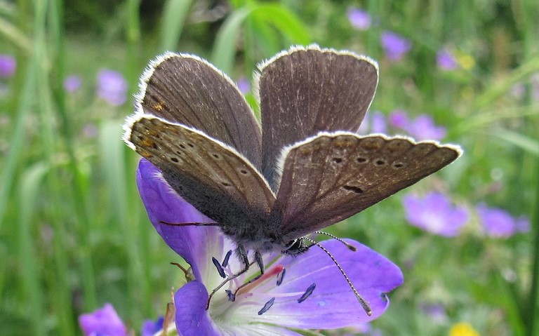Papillons - Argus de la sanguinaire - Eumedonia eumedon