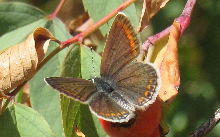 Papillons - L'argus de l’hélianthème - Aricia artaxerxes
