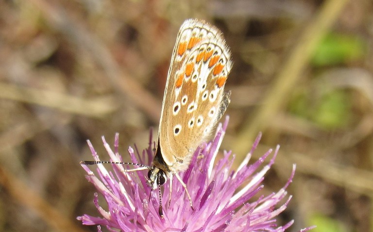 Papillons - L'argus de l’hélianthème - Aricia artaxerxes