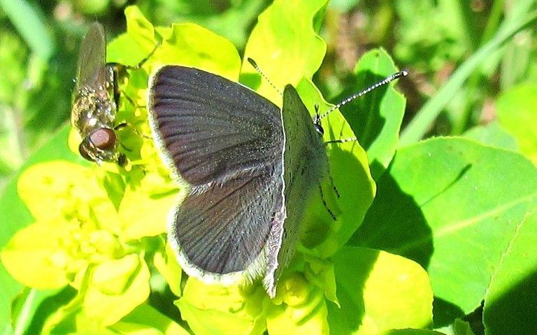 Papillons - Argus frêle - Cupido minimus