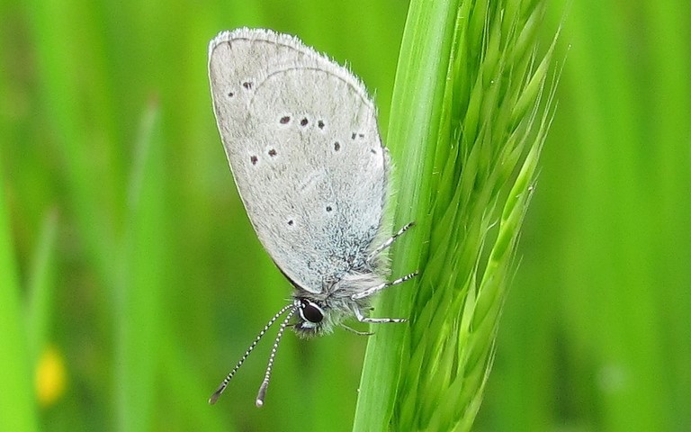 Papillons - Argus frêle - Cupido minimus