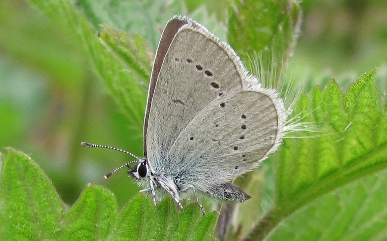 Papillons - Argus frêle - Cupido minimus