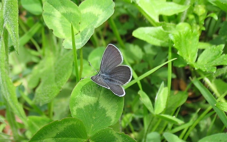 Papillons - Argus frêle - Cupido minimus