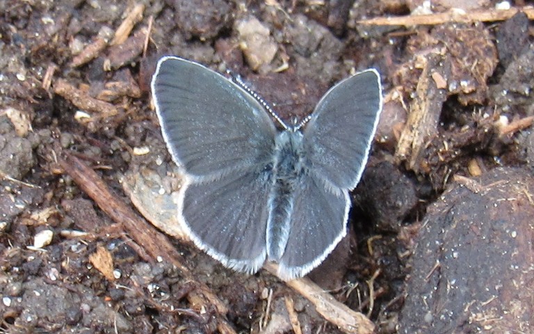 Papillons - Argus frêle - Cupido minimus