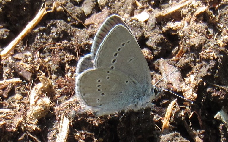 Papillons - Argus frêle - Cupido minimus