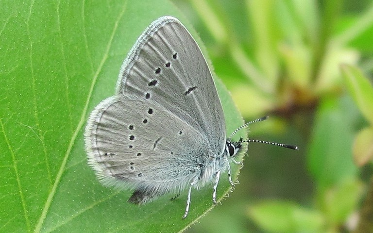 Papillons - Argus frêle - Cupido minimus