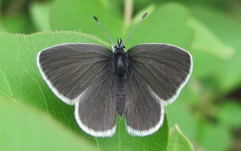 Papillons - Argus frêle - Cupido minimus