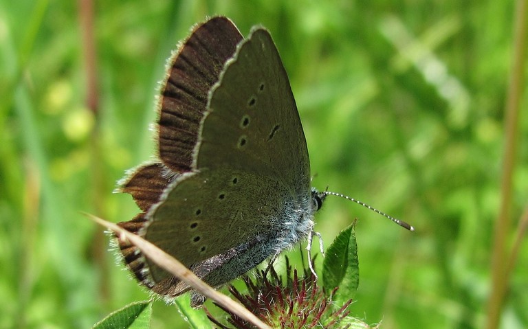 Papillons - Argus frêle - Cupido minimus