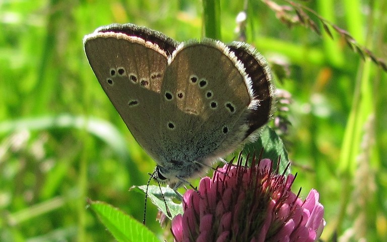 Papillons - Argus frêle - Cupido minimus