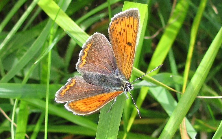 Papillons - Cuivré écarlate - Lycaena hippothoe - femelle