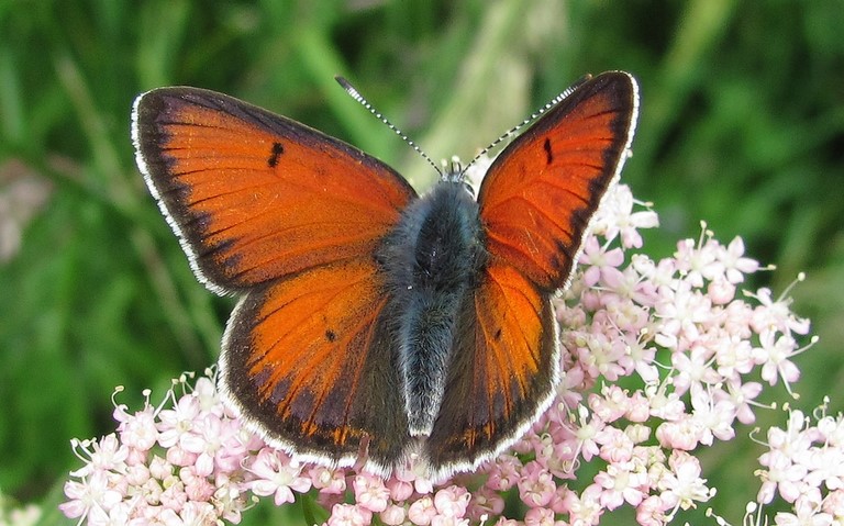 Papillons - Cuivré écarlate - Lycaena hippothoe - male
