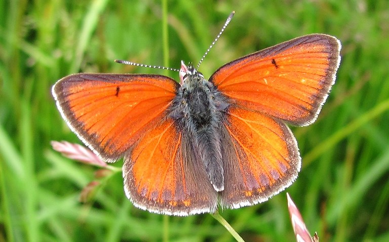 Papillons - Cuivré écarlate - Lycaena hippothoe - mâle